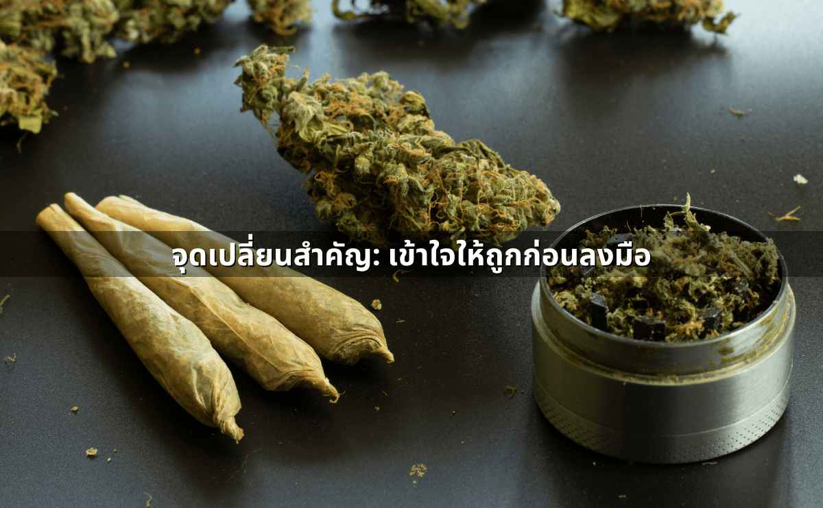 ปลูกกัญชาที่บ้าน 2568 ยังทำได้ไหม ต้องแจ้งใคร จำกัดจำนวนต้นหรือไม่ (2).png