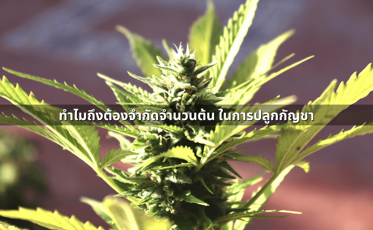 ปลูกกัญชาที่บ้าน 2568 ยังทำได้ไหม ต้องแจ้งใคร จำกัดจำนวนต้นหรือไม่ (3).png