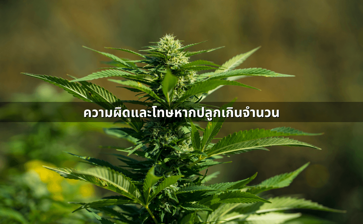 ปลูกกัญชาที่บ้าน 2568 ยังทำได้ไหม ต้องแจ้งใคร จำกัดจำนวนต้นหรือไม่ (4).png