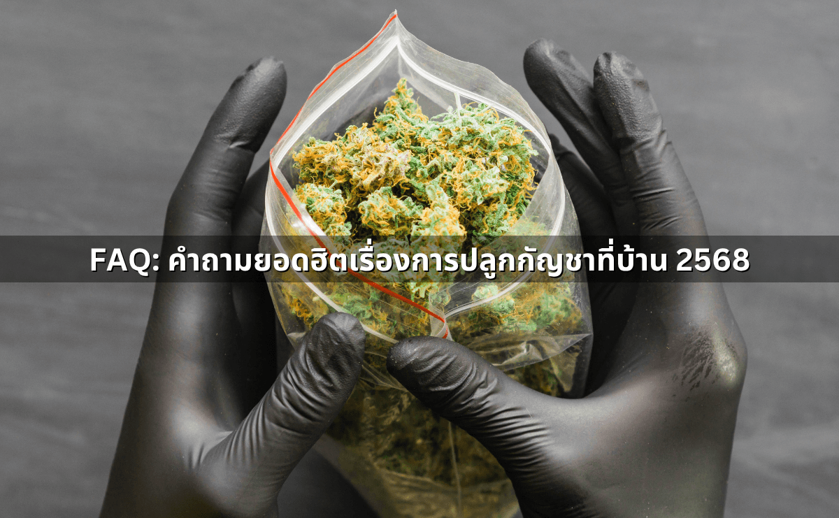 ปลูกกัญชาที่บ้าน 2568 ยังทำได้ไหม ต้องแจ้งใคร จำกัดจำนวนต้นหรือไม่ (5).png