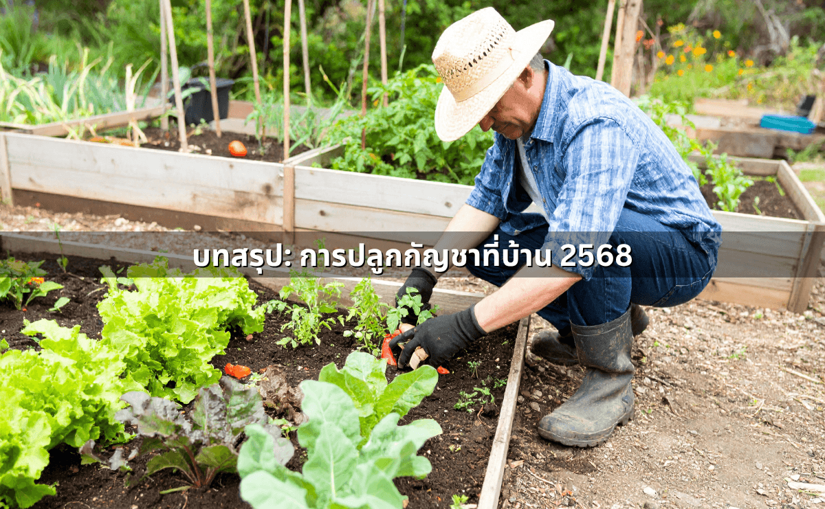 ปลูกกัญชาที่บ้าน 2568 ยังทำได้ไหม ต้องแจ้งใคร จำกัดจำนวนต้นหรือไม่ (6).png