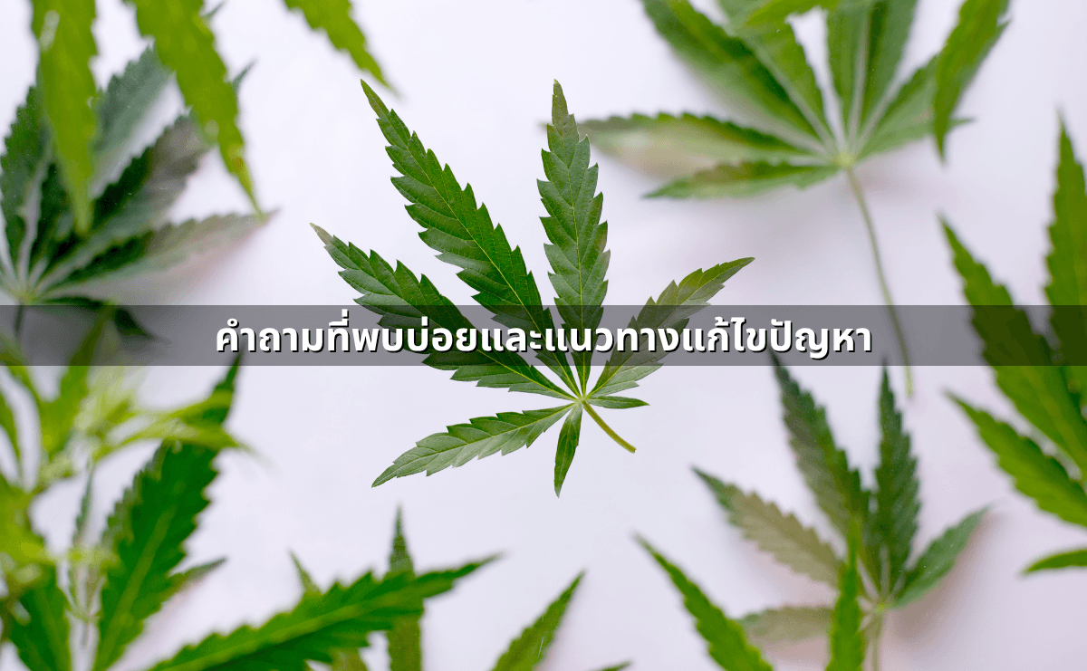 เปิดร้านขายกัญชา หลังประกาศใหม่_ ใบอนุญาตที่ต้องมี และกฎหมายกัญชา อัพเดท กันยายน 2568 (6).png