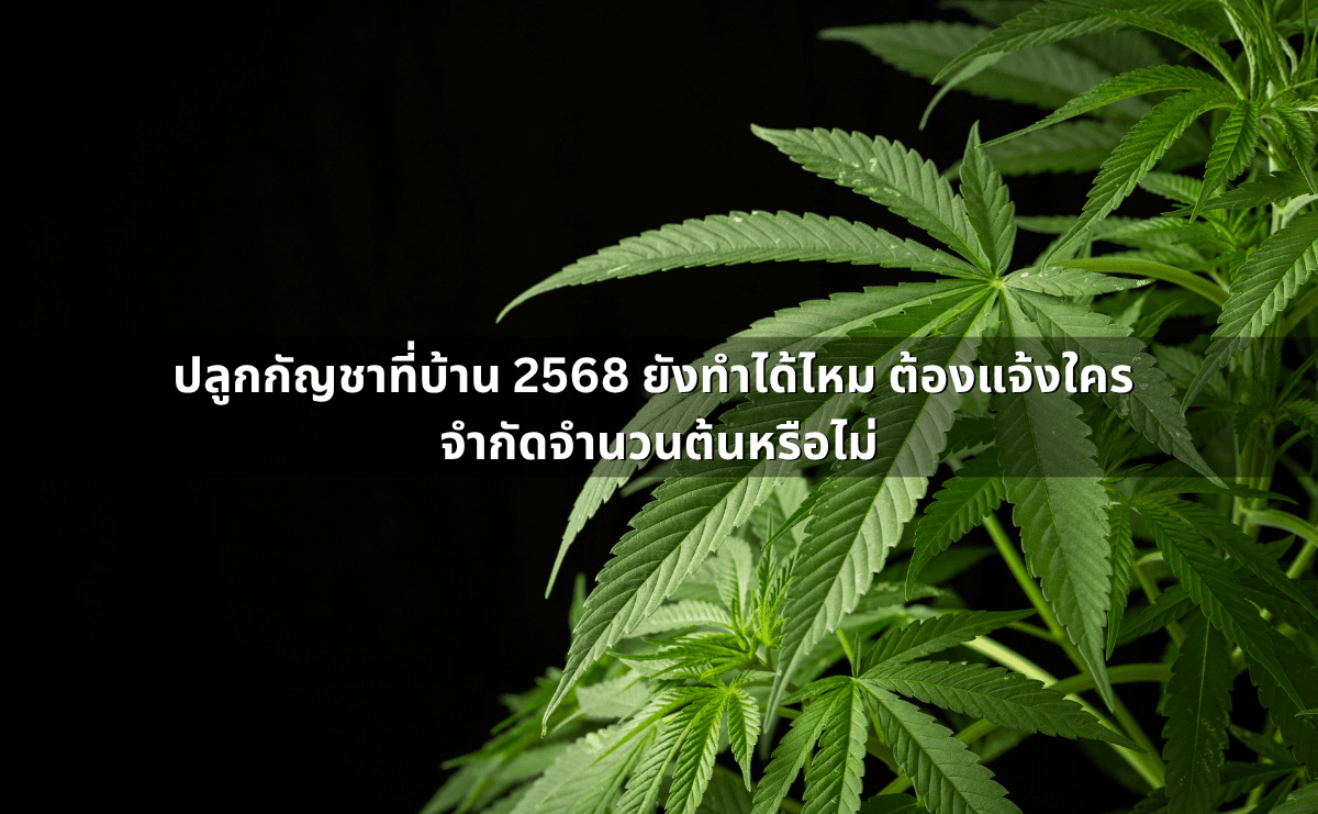 ปลูกกัญชาที่บ้าน 2568 ยังทำได้ไหม ต้องแจ้งใคร จำกัดจำนวนต้นหรือไม่.png