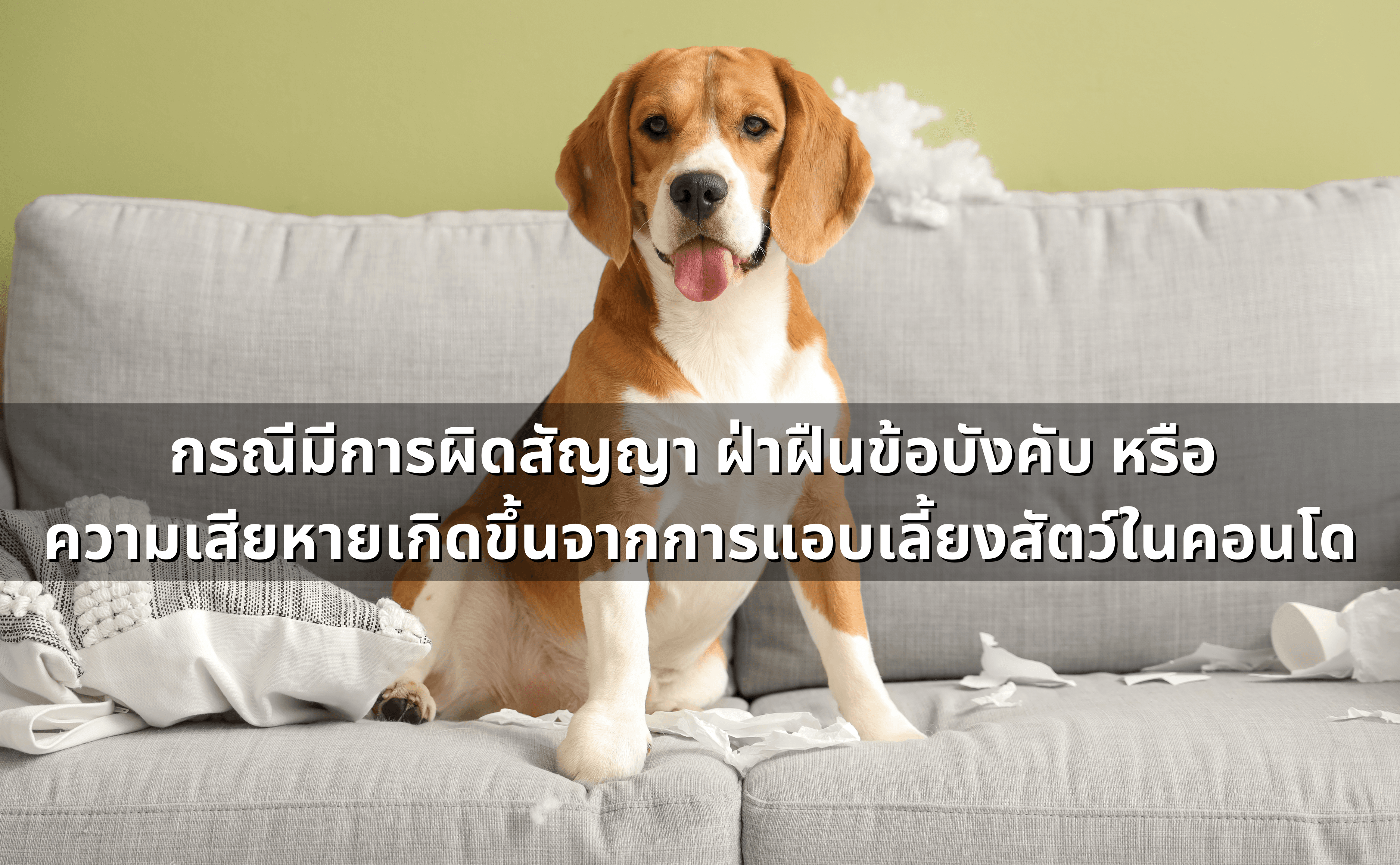 แอบเลี้ยงสัตว์ในคอนโด_ อาจเสี่ยงถูกฟ้องได้ (2).png