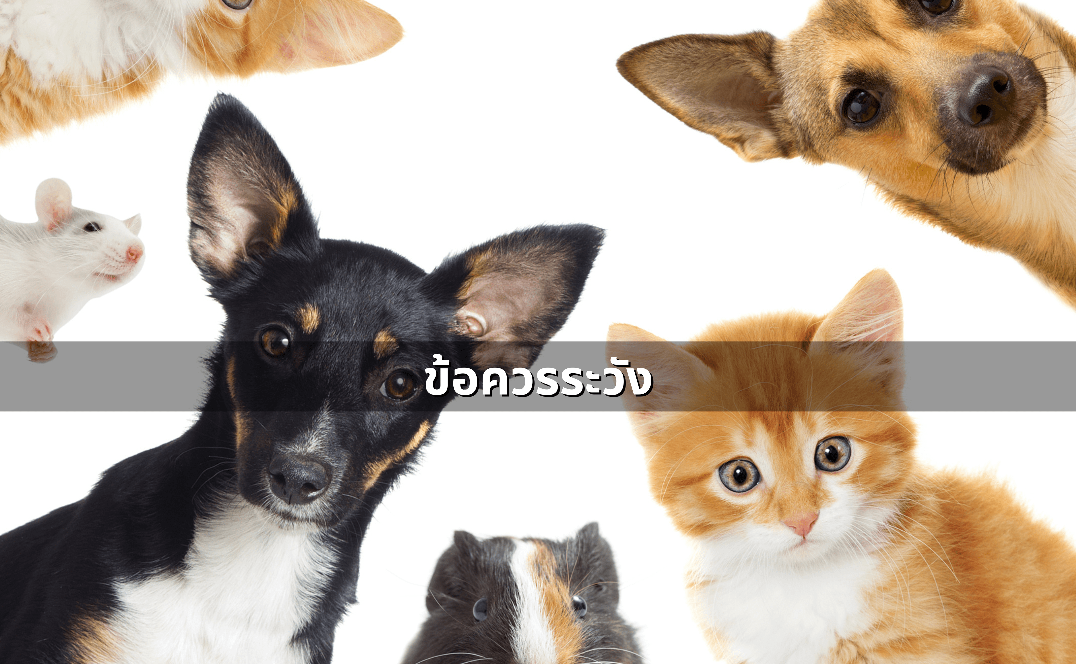 แอบเลี้ยงสัตว์ในคอนโด_ อาจเสี่ยงถูกฟ้องได้ (3).png