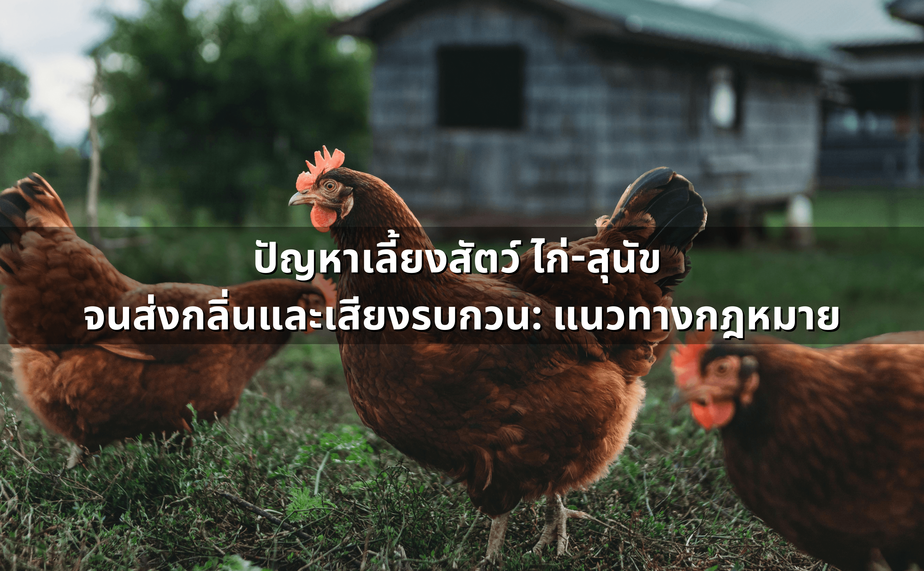 ปัญหาเลี้ยงสัตว์ ไก่-สุนัข จนส่งกลิ่นและเสียงรบกวน_ แนวทางกฎหมาย.png